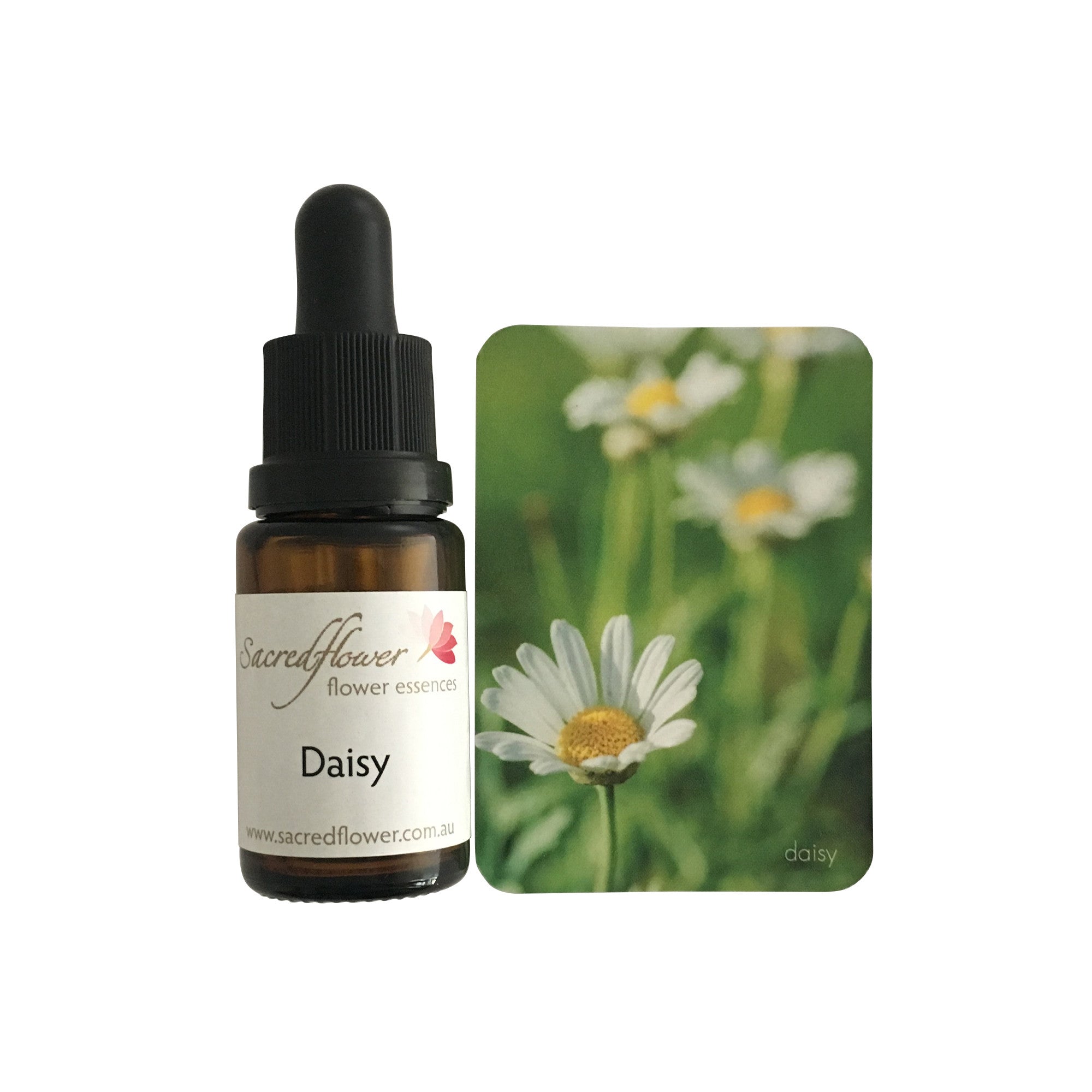Daisy flower essence