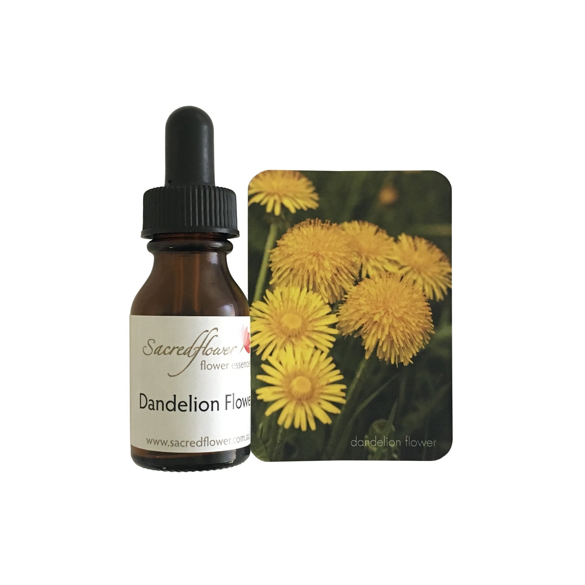 Dandelion flower essence